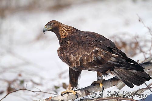 Orzeł przedni, zys, Aquila chrysaetos