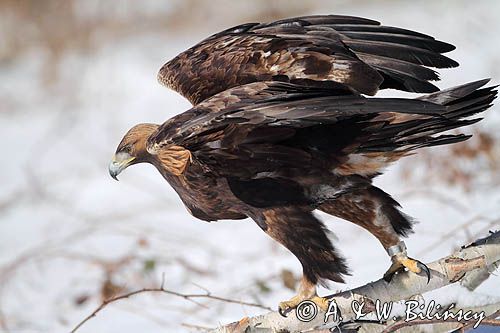 Orzeł przedni, zys, Aquila chrysaetos