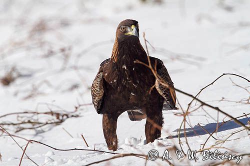 Orzeł przedni, zys, Aquila chrysaetos