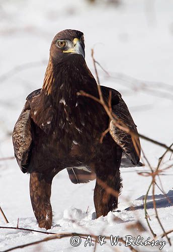 Orzeł przedni, zys, Aquila chrysaetos