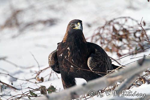 Orzeł przedni, zys, Aquila chrysaetos