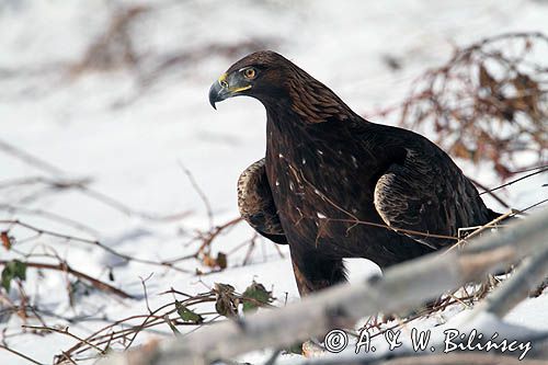 Orzeł przedni, zys, Aquila chrysaetos