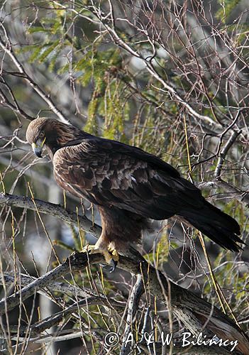 Orzeł przedni, zys, Aquila chrysaetos