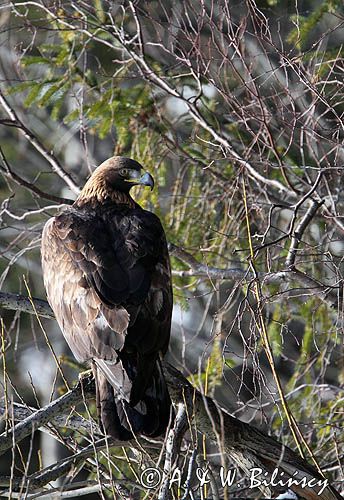 Orzeł przedni, zys, Aquila chrysaetos