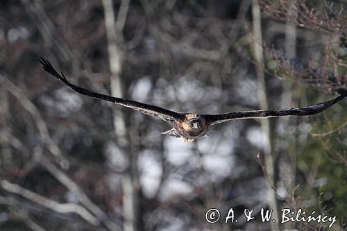 Orzeł przedni, zys, Aquila chrysaetos