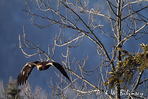 Orzeł przedni, zys, Aquila chrysaetos