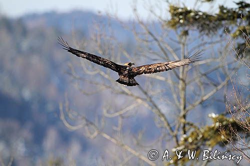 Orzeł przedni, zys, Aquila chrysaetos