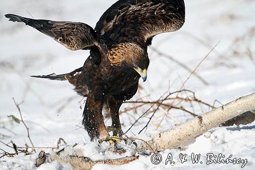 Orzeł przedni, zys, Aquila chrysaetos