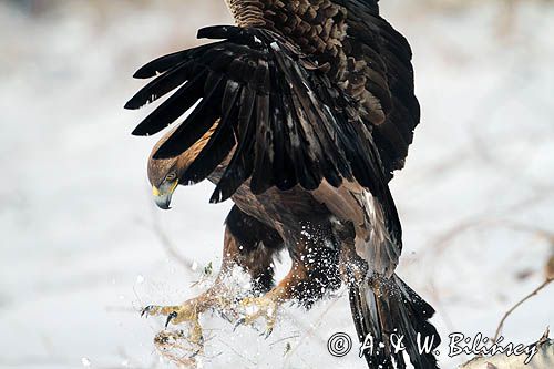 Orzeł przedni, zys, Aquila chrysaetos