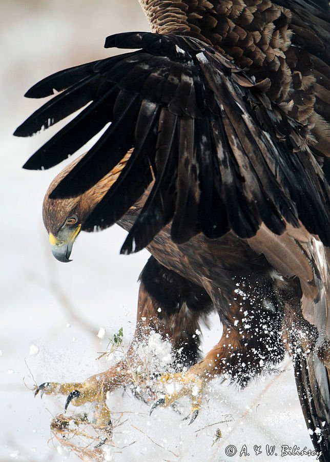 Orzeł przedni, zys, Aquila chrysaetos