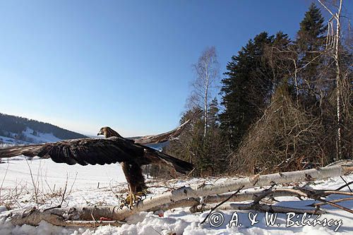 Orzeł przedni, zys, Aquila chrysaetos