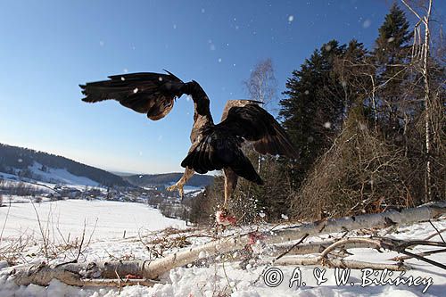 Orzeł przedni, zys, Aquila chrysaetos