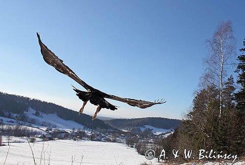 Orzeł przedni, zys, Aquila chrysaetos