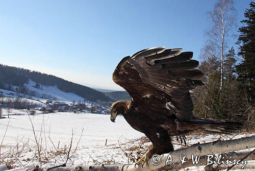 Orzeł przedni, zys, Aquila chrysaetos