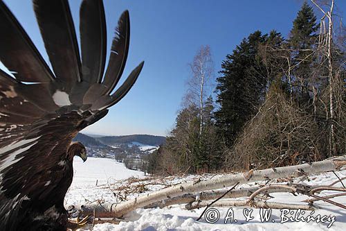 Orzeł przedni. Aquila chrysaetos, Golden eagle. Phot A&W Bilińscy bank zdjęc