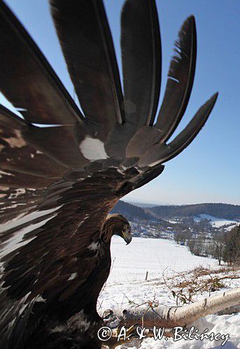 Orzeł przedni, zys, Aquila chrysaetos