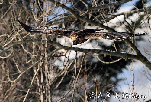 Orzeł przedni, zys, Aquila chrysaetos