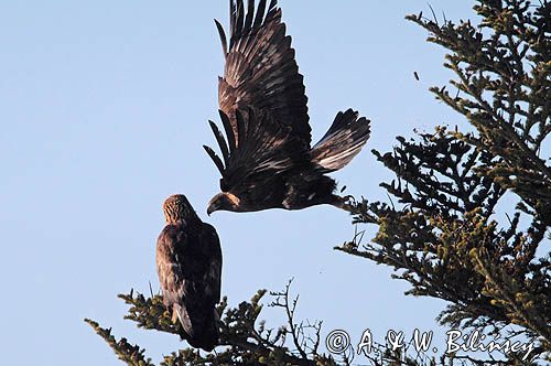 Orzeł przedni, zys, Aquila chrysaetos