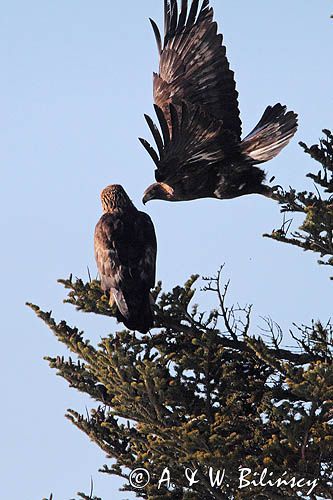 Orzeł przedni, zys, Aquila chrysaetos