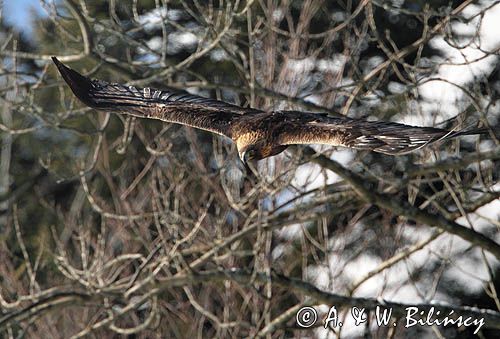 Orzeł przedni, zys, Aquila chrysaetos