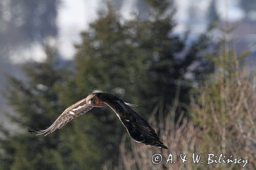 Orzeł przedni, zys, Aquila chrysaetos