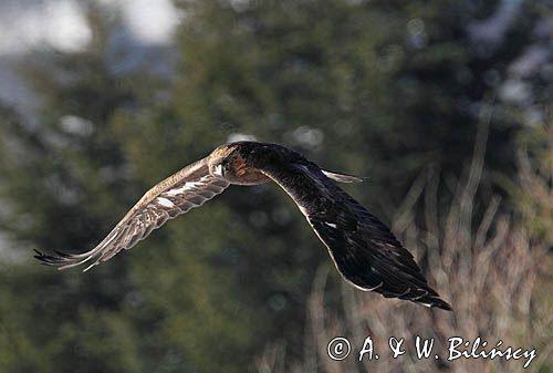 Orzeł przedni, zys, Aquila chrysaetos