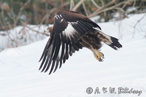 Orzeł przedni, zys, Aquila chrysaetos