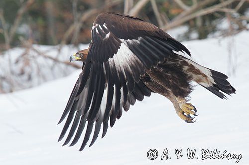 Orzeł przedni, zys, Aquila chrysaetos