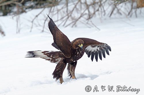 Orzeł przedni, zys, Aquila chrysaetos