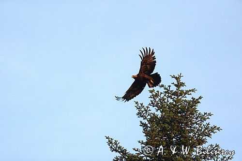 Orzeł przedni, zys, Aquila chrysaetos