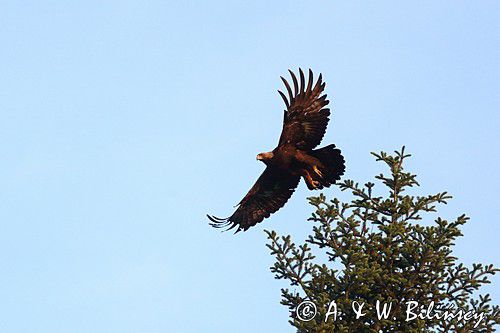 Orzeł przedni, zys, Aquila chrysaetos