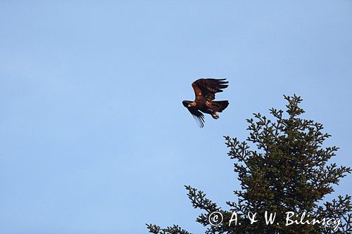 Orzeł przedni, zys, Aquila chrysaetos