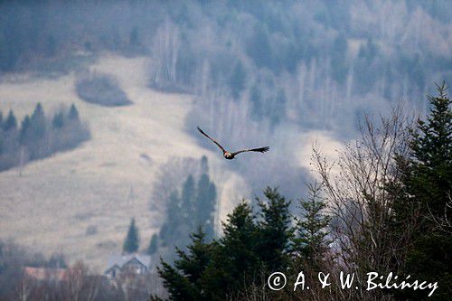 Orzeł przedni, zys, Aquila chrysaetos