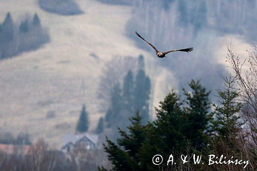 Orzeł przedni, zys, Aquila chrysaetos