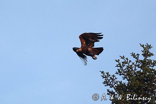 Orzeł przedni, zys, Aquila chrysaetos