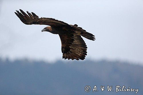 Orzeł przedni, zys, Aquila chrysaetos