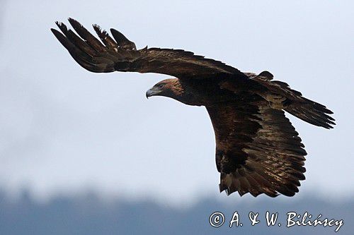 Orzeł przedni, zys, Aquila chrysaetos