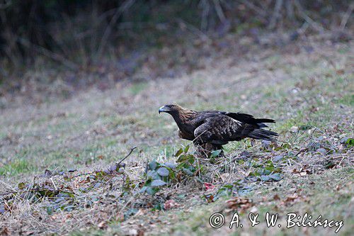 Orzeł przedni, zys, Aquila chrysaetos