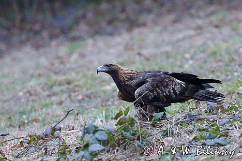 Orzeł przedni, zys, Aquila chrysaetos