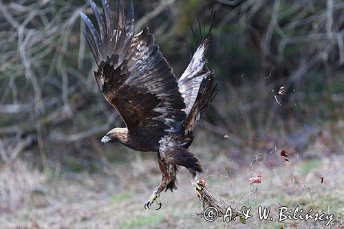 Orzeł przedni, zys, Aquila chrysaetos