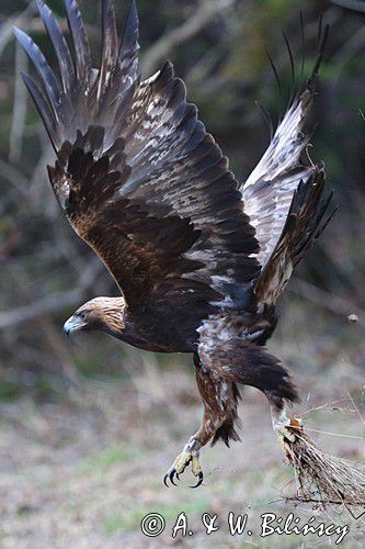 Orzeł przedni.  Aquila chrysaetos, Golden eagle, fot A&W Bilińscy