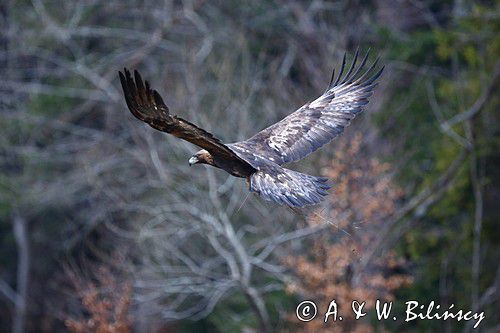 Orzeł przedni, zys, Aquila chrysaetos