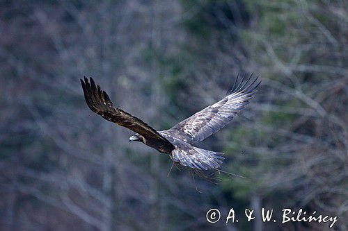 Orzeł przedni, zys, Aquila chrysaetos