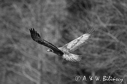 Orzeł przedni, zys, Aquila chrysaetos