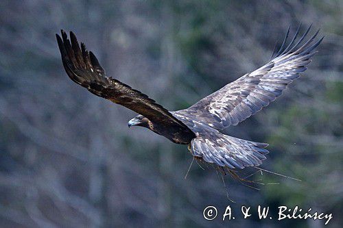 Orzeł przedni, zys, Aquila chrysaetos