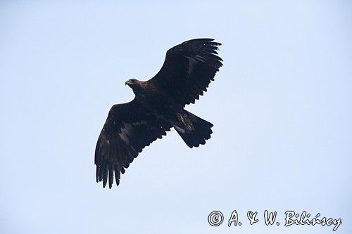 Orzeł przedni, zys, Aquila chrysaetos