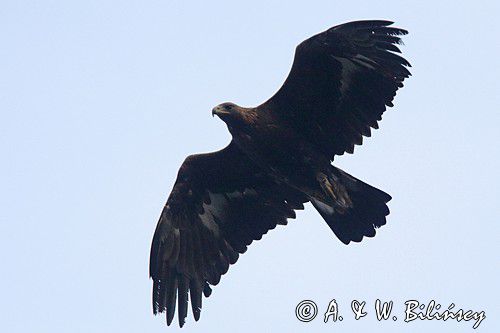 Orzeł przedni, zys, Aquila chrysaetos