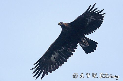 Orzeł przedni, zys, Aquila chrysaetos