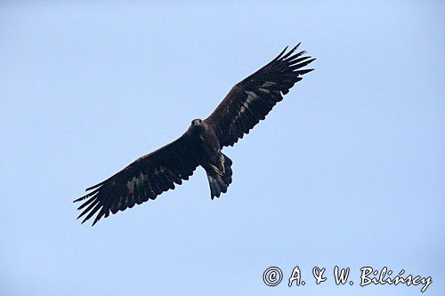 Orzeł przedni, zys, Aquila chrysaetos