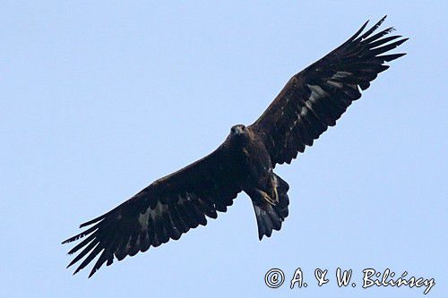 Orzeł przedni, zys, Aquila chrysaetos